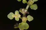 American golden saxifrage